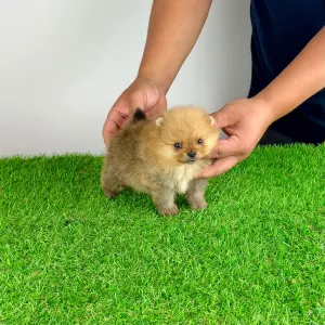 Pomeranian - Tommy