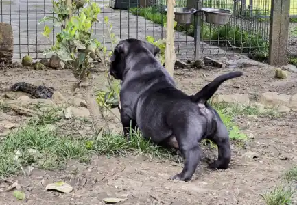Amerikai Bully - Pocket - Ak Bully Mvp Darko