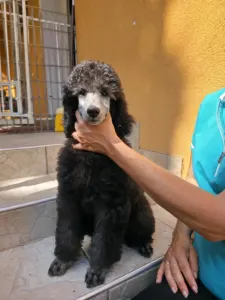 Caniche Grand - Piros