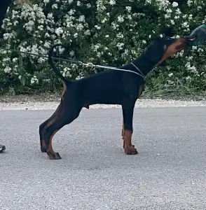 Dobermann - Nagendra Buenos Aires 