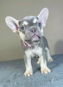 French Bulldog - Amy