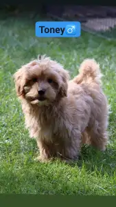Maltipoo - Toney