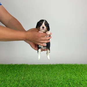 Cavalier King Charles Spaniel - Marie