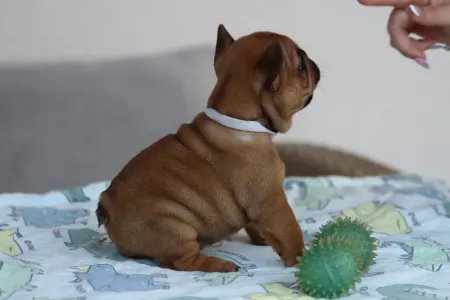 Französische Bulldogge - Ultron