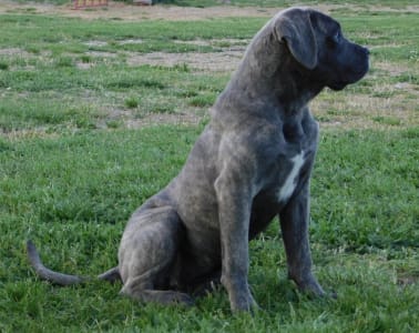 Cane Corso Italiano - Romyna