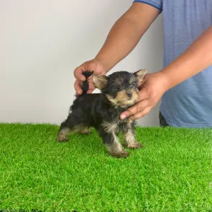 Yorkshire Terrier - Dave