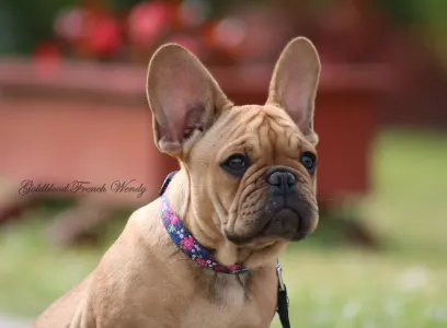 Francia bulldog - Wendy
