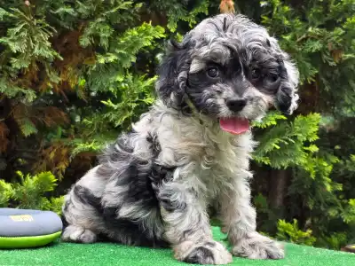 Cavapoo - Merida