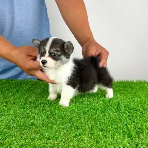 Welsh Corgi Pembroke - Corsa