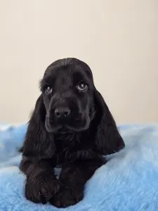 Английский кокер-спаниель - Spirit Of Midnight