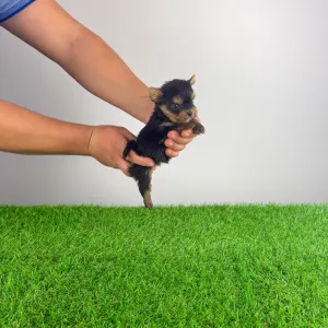 Yorkshire Terrier - Kiro