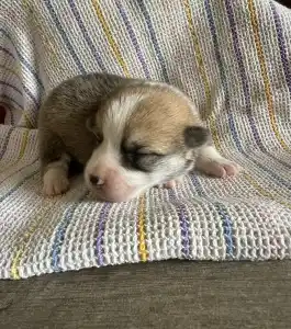 Welsh Corgi Pembroke - Una