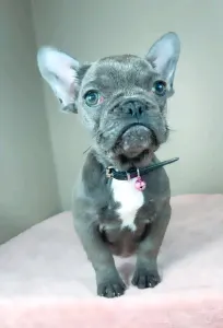 French Bulldog - Daisy 