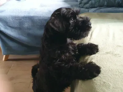 Zwergschnauzer - Héra