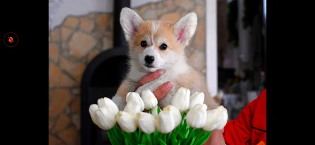 Welsh Corgi Pembroke - Bud Spencer