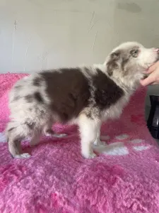 Border collie - Red Merle Kan/male - Orange Collar