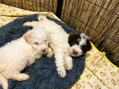 Lagotto Romagnolo - Gruffi Gummi