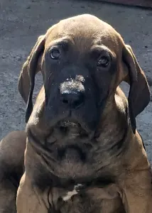 Fila Brasileiro - Jasmin