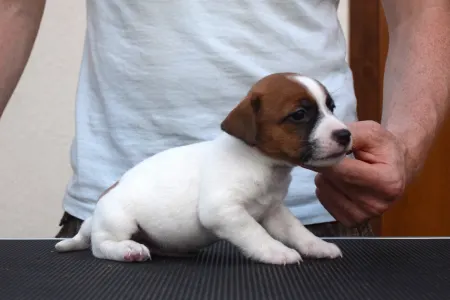 Jack Russell Terrier - Xantos