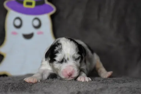 Berger australien - Winstead Nothing But Love