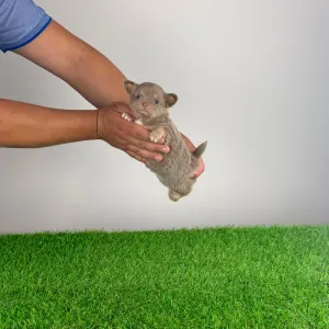 Chihuahua - Hella