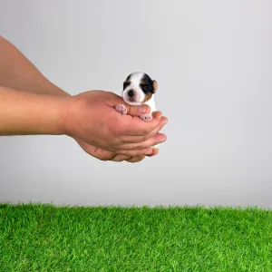 Biewer Terrier - Rolly