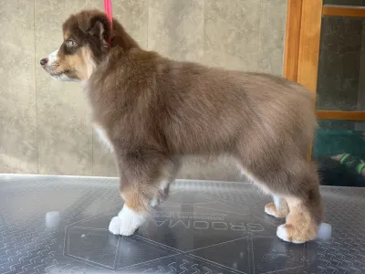 Miniature American Shepherd - Once In A Dream Mini’s Booster Zuma