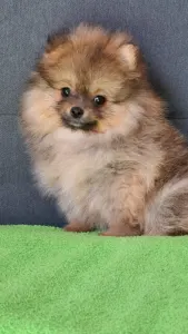 Pomeranian - Muffin 