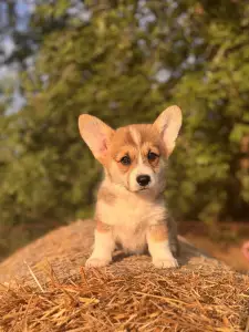 Pembroke Welsh Corgi - Cartier