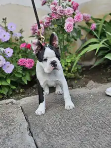 Terrier de Boston - Victorias Grande Enzo