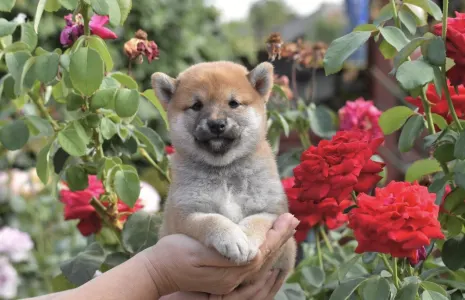 Shiba - Bravados Inori
