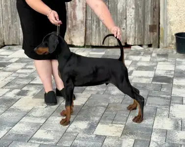 Dobermann - Nagendra Buenos Aires 