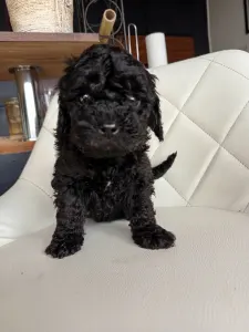 Zwergpudel - Candice