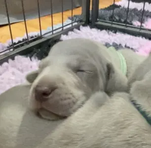 Weimaraner Vorstehhund - Best Hunter World Freya