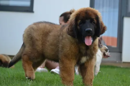 Leonberger - Alba