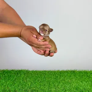 Chihuahua - Kanja