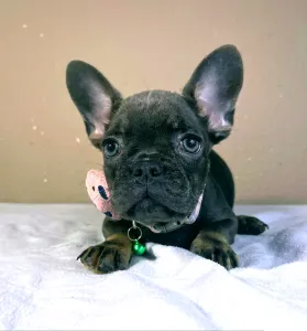 French Bulldog - Stella