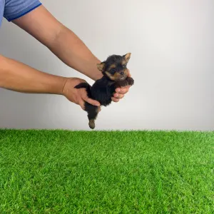 Yorkshire Terrier - Klex