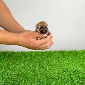 German Pomeranian Spitz - Poppy