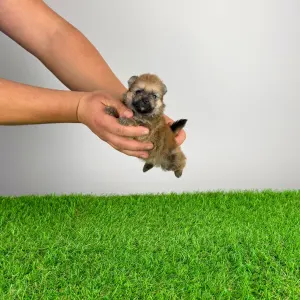 German Pomeranian Spitz - Quero