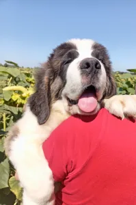 St. Bernhardshund - Walden