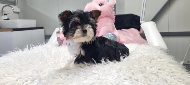 Biewer Terrier - Odin