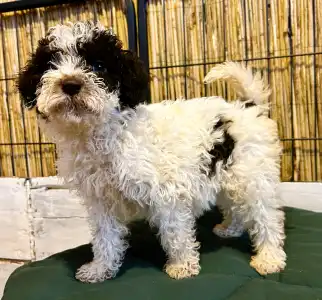 Lagotto romagnolo - Ursa Gummi