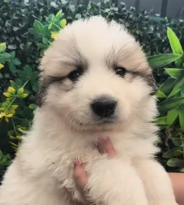 Pyrenean Mountain Dog - Candybelldream Ella