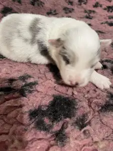 Border Collie - Mon Chery/slate Merle Szuka