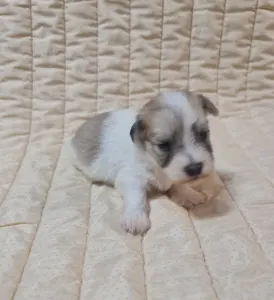 Coton de Tulear - Toby