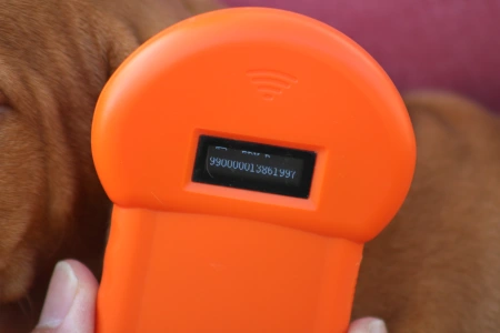 Hungarian Short-haired Vizsla - Repcsi