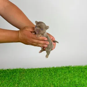 Chihuahua - Henky 