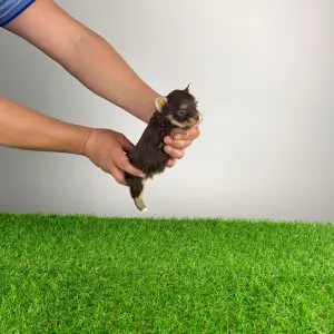 Yorkshire Terrier - Menos