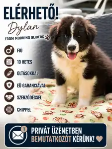 Border collie - Dylan Fmg